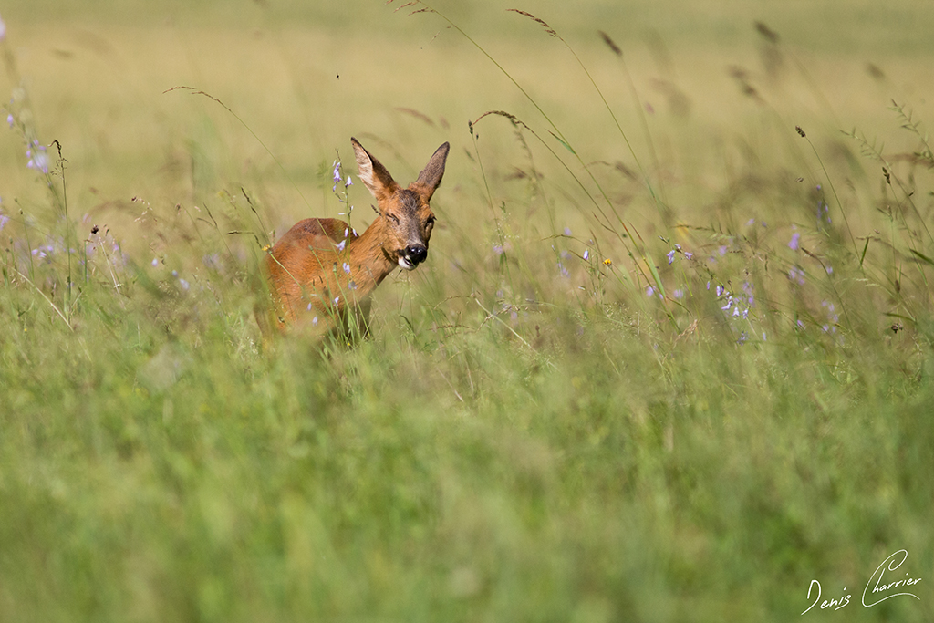 Chevrette dans une prairie en fleur